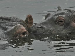 Western_Corridor_(Kirawira)2003-066